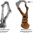 20080406173823-pelvis.jpg